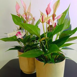 Anturium  Lilli Pink